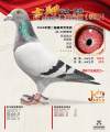 图片暂时未上传