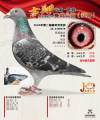 图片暂时未上传