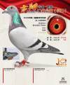 图片暂时未上传