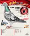 图片暂时未上传