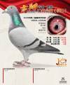 图片暂时未上传