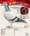 图片暂时未上传