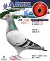图片暂时未上传