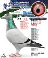 图片暂时未上传