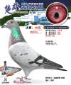图片暂时未上传