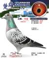图片暂时未上传