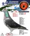 图片暂时未上传