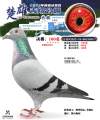 图片暂时未上传