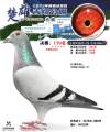 图片暂时未上传