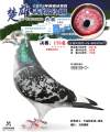 图片暂时未上传