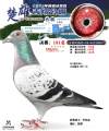 图片暂时未上传