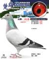 图片暂时未上传
