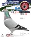 图片暂时未上传