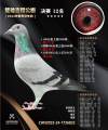 图片暂时未上传