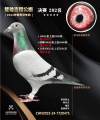 图片暂时未上传