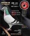 图片暂时未上传