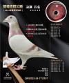 图片暂时未上传