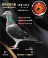 图片暂时未上传