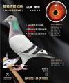 图片暂时未上传