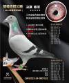 图片暂时未上传