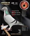 图片暂时未上传