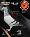 图片暂时未上传