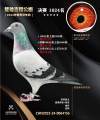 图片暂时未上传