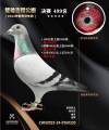图片暂时未上传
