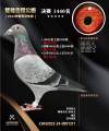 图片暂时未上传