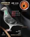 图片暂时未上传