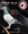 图片暂时未上传