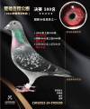 图片暂时未上传