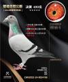 图片暂时未上传