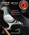 图片暂时未上传