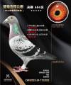 图片暂时未上传