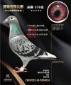 图片暂时未上传
