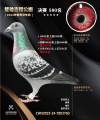 图片暂时未上传