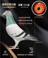 图片暂时未上传