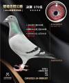 图片暂时未上传
