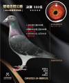 图片暂时未上传