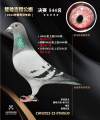 图片暂时未上传