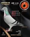 图片暂时未上传
