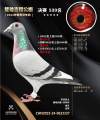 图片暂时未上传