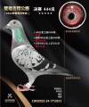 图片暂时未上传
