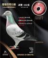 图片暂时未上传