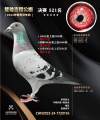图片暂时未上传