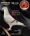 图片暂时未上传