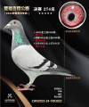 图片暂时未上传