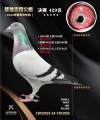 图片暂时未上传