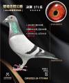 图片暂时未上传
